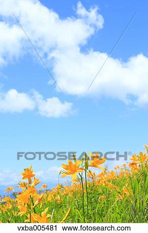 Daylily Field View Large Photo Image Stock Image - Daylily Field. Fotosearch