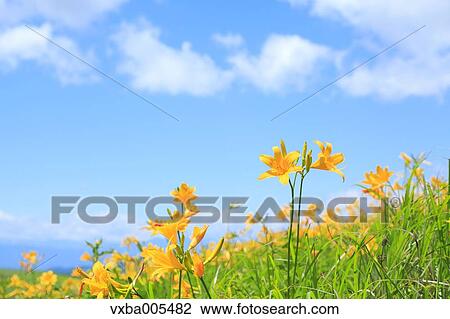 Daylily Field View Large Photo Image Stock Image - Daylily Field. Fotosearch