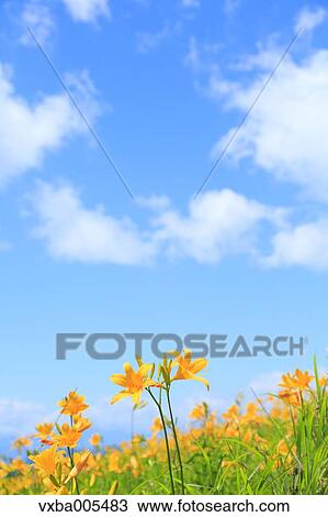 Daylily Field View Large Photo Image Stock Image - Daylily Field. Fotosearch