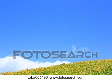 Daylily Field View Large Photo Image Stock Image - Daylily Field. Fotosearch