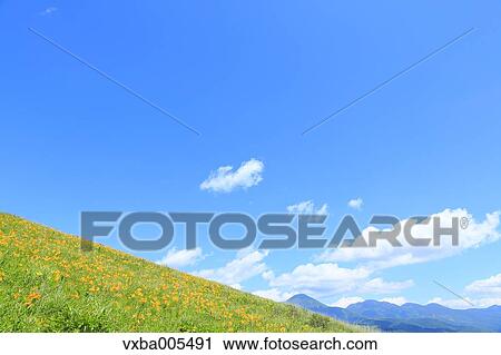 Daylily Field View Large Photo Image Stock Image - Daylily Field. Fotosearch