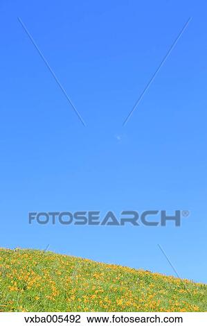 Daylily Field View Large Photo Image Stock Image - Daylily Field. Fotosearch