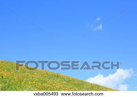 Stock Image - Daylily Field. Fotosearch