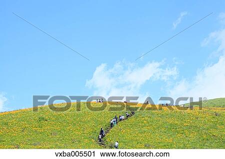 Stock Image - Daylily Field. Fotosearch