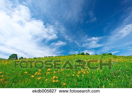 Daylily Field View Large Photo Image Stock Photo - Daylily Field. Fotosearch