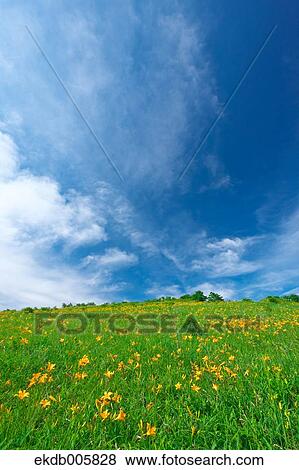 Daylily Field View Large Photo Image Stock Photo - Daylily Field. Fotosearch