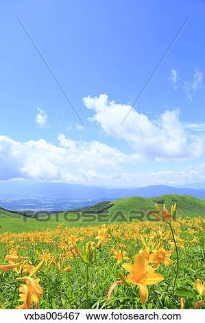 Daylily Field View Large Photo Image Stock Photo - Daylily Field. Fotosearch