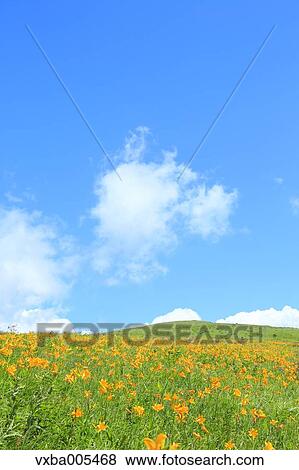 Daylily Field View Large Photo Image Stock Photo - Daylily Field. Fotosearch