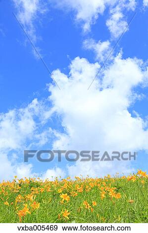 Stock Photo - Daylily Field. Fotosearch