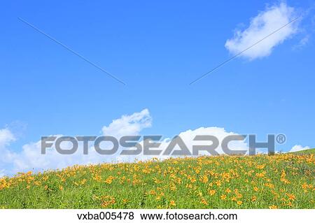 Daylily Field View Large Photo Image Stock Photo - Daylily Field. Fotosearch