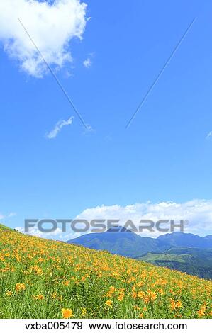 Daylily Field View Large Photo Image Stock Photo - Daylily Field. Fotosearch
