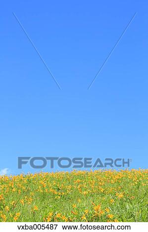 Daylily Field View Large Photo Image Stock Photo - Daylily Field. Fotosearch