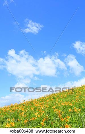 Stock Photo - Daylily Field. Fotosearch