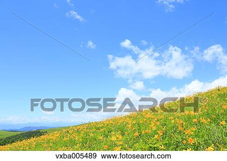 Daylily Field View Large Photo Image Stock Photo - Daylily Field. Fotosearch