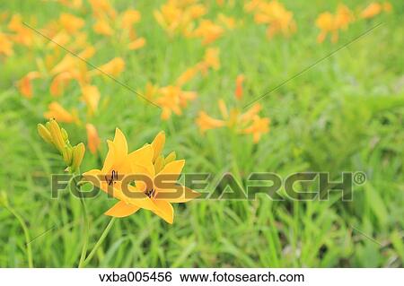 Daylily Field View Large Photo Image Stock Photograph - Daylily Field. Fotosearch