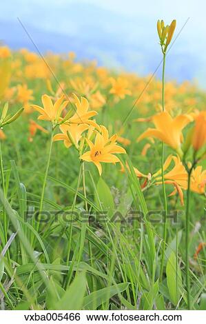 Daylily Field View Large Photo Image Stock Photograph - Daylily Field. Fotosearch