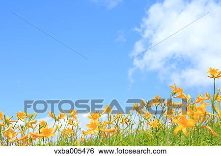 Daylily Field View Large Photo Image Stock Photograph - Daylily Field. Fotosearch