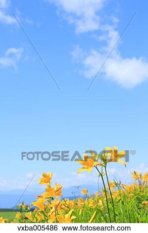 Daylily Field View Large Photo Image Stock Photograph - Daylily Field. Fotosearch