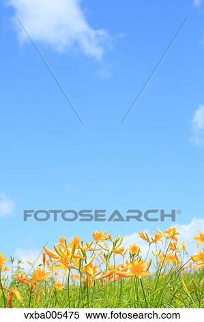 Daylily Field View Large Photo Image Stock Photography - Daylily Field. Fotosearch