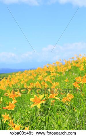 Stock Photography - Daylily Field. Fotosearch