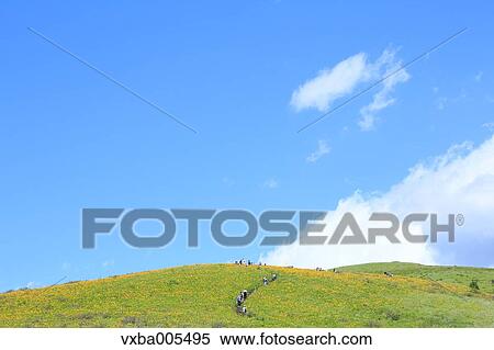 Daylily Field View Large Photo Image Stock Photography - Daylily Field. Fotosearch