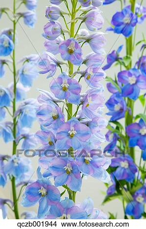 Delphinium View Large Photo Image Picture - Delphinium. Fotosearch