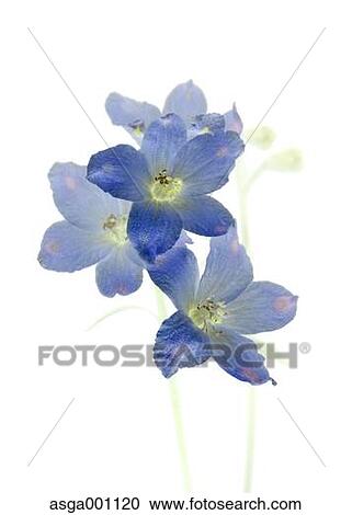 Delphinium View Large Photo Image Stock Image - Delphinium. Fotosearch