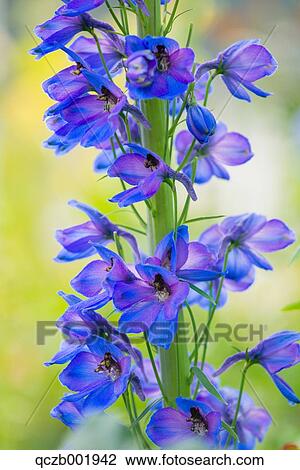 Delphinium View Large Photo Image Stock Image - Delphinium. Fotosearch