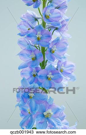 Delphinium View Large Photo Image Stock Image - Delphinium. Fotosearch