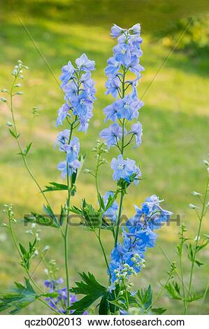 Delphinium View Large Photo Image Stock Image - Delphinium. Fotosearch