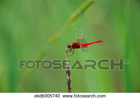 Dragonfly View Large Photo Image Stock Image - Dragonfly. Fotosearch