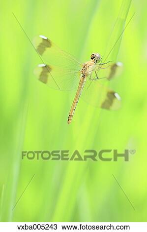 Stock Image - Dragonfly. Fotosearch