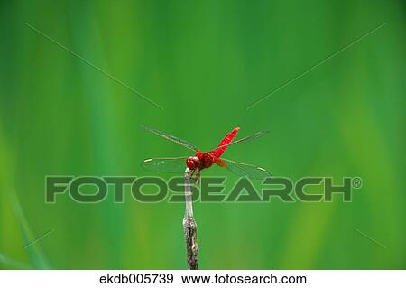 Dragonfly View Large Photo Image Stock Photo - Dragonfly. Fotosearch