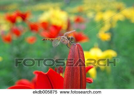 Dragonfly View Large Photo Image Stock Photography - Dragonfly. Fotosearch