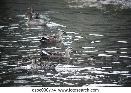 Duck herd in a pond View Large Photo Image Picture - Duck herd in a pond. Fotosearch