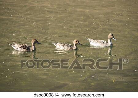Duck herd in a pond View Large Photo Image Picture - Duck herd in a pond. Fotosearch