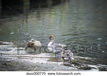 Duck herd in a pond View Large Photo Image Stock Image - Duck herd in a pond. Fotosearch