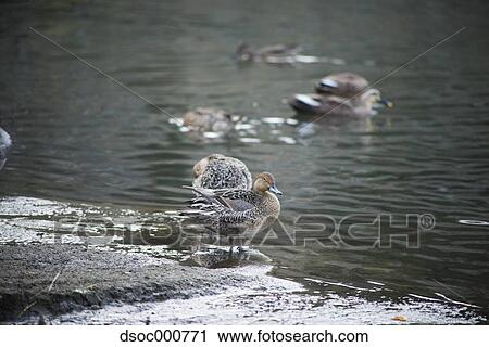 Stock Image - Duck herd in a pond. Fotosearch