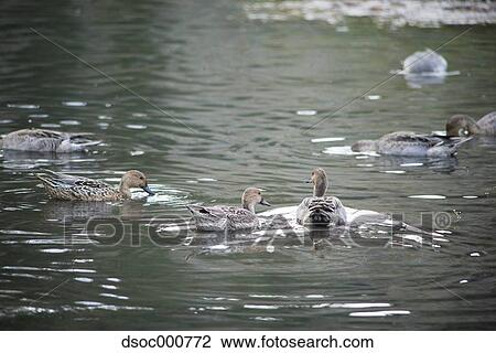 Stock Image - Duck herd in a pond. Fotosearch