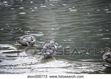 Duck herd in a pond View Large Photo Image Stock Image - Duck herd in a pond. Fotosearch