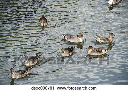 Duck herd in a pond View Large Photo Image Stock Image - Duck herd in a pond. Fotosearch
