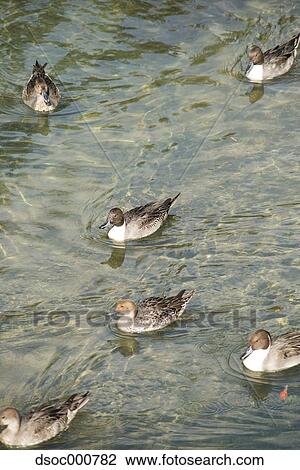 Duck herd in a pond View Large Photo Image Stock Image - Duck herd in a pond. Fotosearch