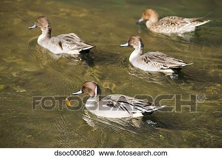 Stock Image - Duck herd in a pond. Fotosearch