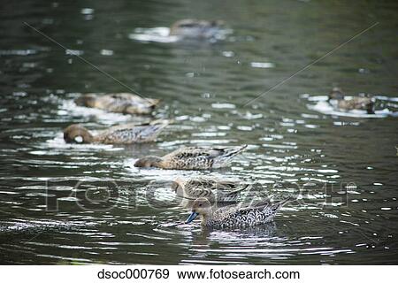 Duck herd in a pond View Large Photo Image Stock Photo - Duck herd in a pond. Fotosearch