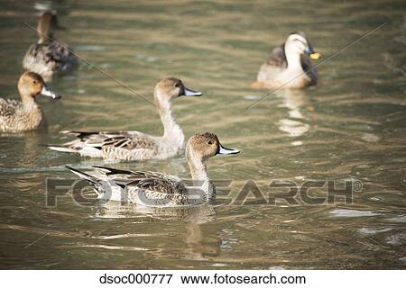 Duck herd in a pond View Large Photo Image Stock Photo - Duck herd in a pond. Fotosearch