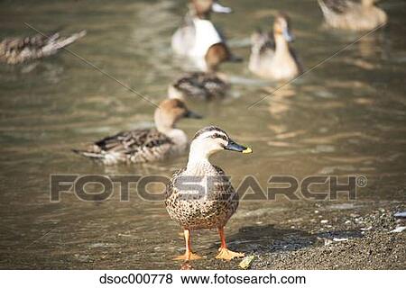 Duck herd in a pond View Large Photo Image Stock Photo - Duck herd in a pond. Fotosearch