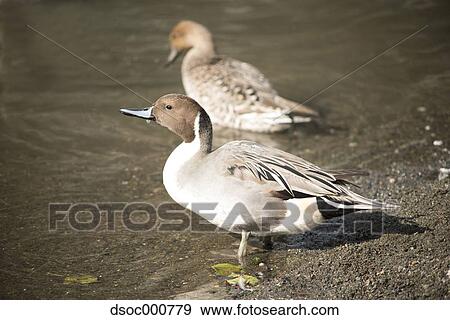Duck herd in a pond View Large Photo Image Stock Photo - Duck herd in a pond. Fotosearch