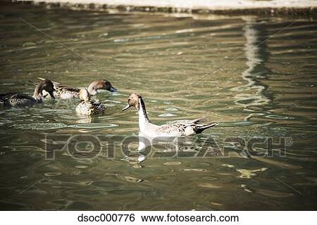 Duck herd in a pond View Large Photo Image Stock Photograph - Duck herd in a pond. Fotosearch