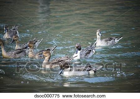 Duck herd in a pond View Large Photo Image Stock Photography - Duck herd in a pond. Fotosearch