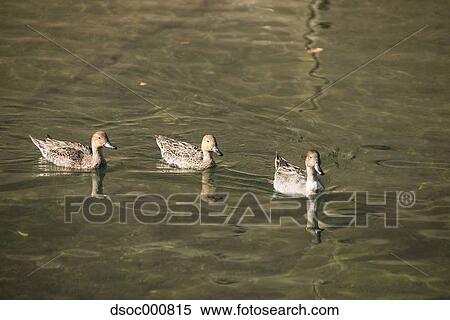 Duck herd in a pond View Large Photo Image Stock Photography - Duck herd in a pond. Fotosearch